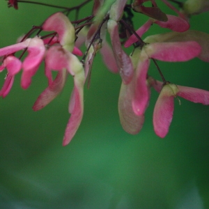 Photographie n°76502 du taxon Acer palmatum Thunb. [1784]