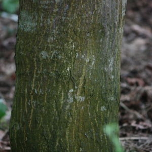 Photographie n°76503 du taxon Acer palmatum Thunb. [1784]