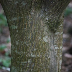 Photographie n°76504 du taxon Acer palmatum Thunb. [1784]