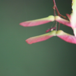 Photographie n°76507 du taxon Acer palmatum Thunb. [1784]