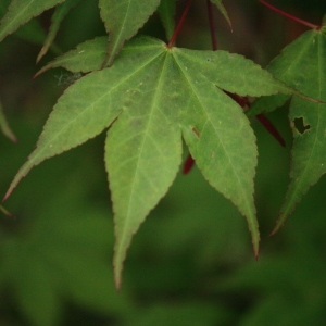  - Acer palmatum Thunb. [1784]