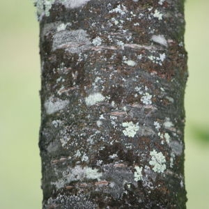 Photographie n°76512 du taxon Acer palmatum Thunb. [1784]