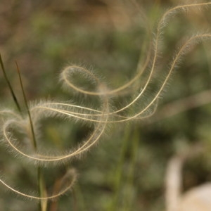 Photographie n°76516 du taxon Stipa pennata L. [1753]