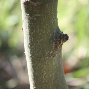 Photographie n°76520 du taxon Acer palmatum Thunb. [1784]