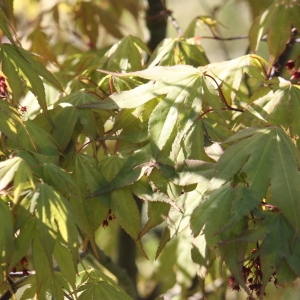 Photographie n°76523 du taxon Acer palmatum Thunb. [1784]