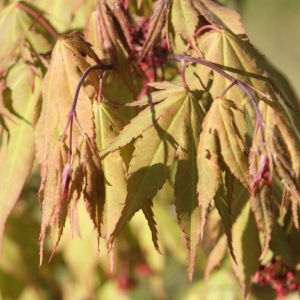 Photographie n°76527 du taxon Acer palmatum Thunb. [1784]