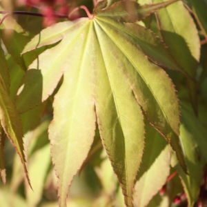 Photographie n°76528 du taxon Acer palmatum Thunb. [1784]