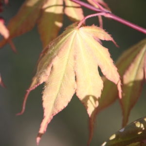 Photographie n°76531 du taxon Acer palmatum Thunb. [1784]