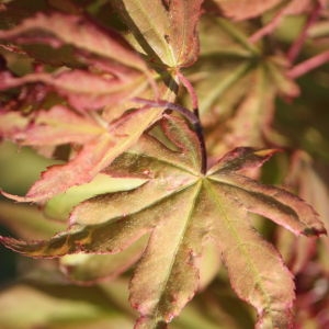 Photographie n°76532 du taxon Acer palmatum Thunb. [1784]