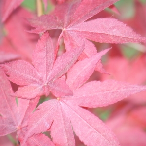 Photographie n°76534 du taxon Acer palmatum Thunb. [1784]