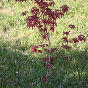 Photographie n°76540 du taxon Acer palmatum Thunb. [1784]