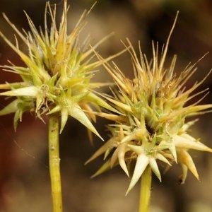 Echinaria capitata var. pumila (Willk.) Willk. (Échinaire à têtes)