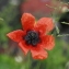  Emilien Henry - Papaver argemone subsp. argemone