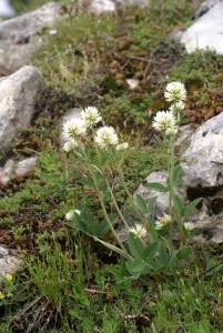Liliane Roubaudi, le  6 juin 2009 (Gresse-en-Vercors)