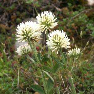 Trifolium montanum L. (Trèfle des montagnes)