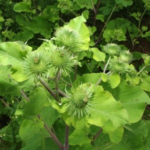 Photographie n°76549 du taxon Arctium lappa L. [1753]