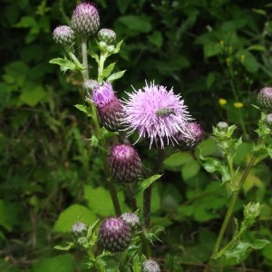 Photographie n°76550 du taxon Cirsium arvense (L.) Scop. [1772]