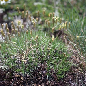 Photographie n°76556 du taxon Plantago holosteum Scop.