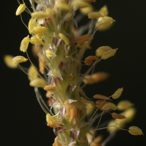 Photographie n°76557 du taxon Plantago holosteum Scop.