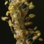  Liliane Roubaudi - Plantago holosteum Scop.