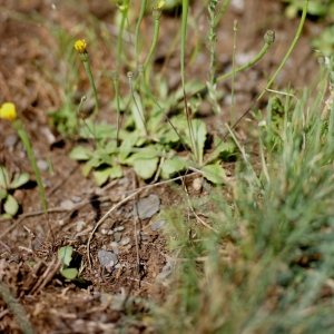 Photographie n°76561 du taxon Arnoseris minima (L.) Schweigg. & Körte [1811]