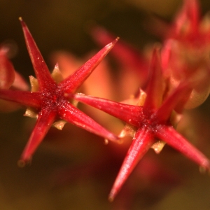 Sedum rubrum (L.) Thell. (Orpin gazonnant)