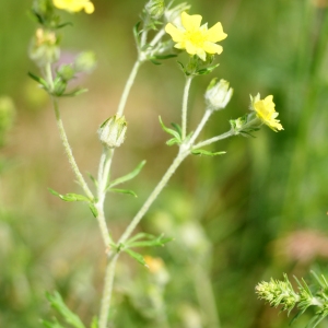 Photographie n°76582 du taxon Potentilla argentea L. [1753]