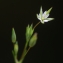  Liliane Roubaudi - Minuartia hybrida subsp. laxa (Jord.) Jauzein [2010]