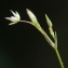  Liliane Roubaudi - Minuartia hybrida subsp. laxa (Jord.) Jauzein [2010]