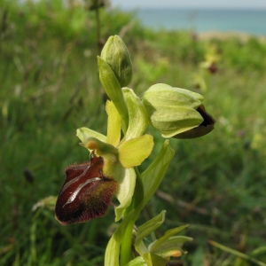 Photographie n°76599 du taxon Ophrys sphegodes Mill.