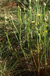 Liliane Roubaudi, le  2 juillet 2008 (Meymac)