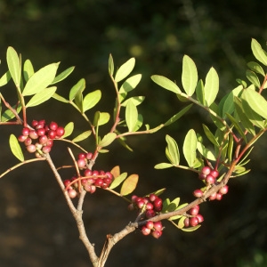 Photographie n°76614 du taxon Pistacia lentiscus L. [1753]