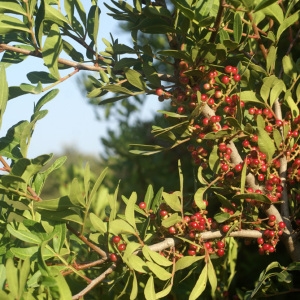 Photographie n°76615 du taxon Pistacia lentiscus L. [1753]