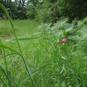  - Lathyrus nissolia var. nissolia 