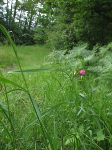 Claire Felloni, le  9 juin 2012 (Saint-Hilaire-le-Lierru)