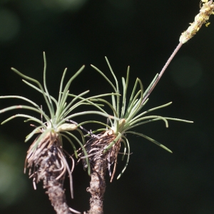 Photographie n°76640 du taxon Plantago holosteum Scop.