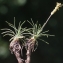  Liliane Roubaudi - Plantago holosteum Scop.