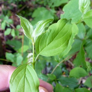 Photographie n°76645 du taxon Cornus sanguinea L. [1753]