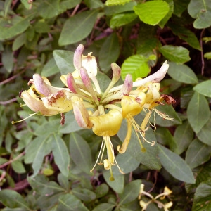 Photographie n°76651 du taxon Lonicera periclymenum L. [1753]