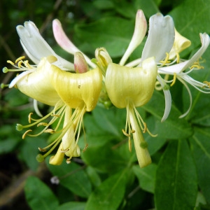 Photographie n°76652 du taxon Lonicera periclymenum L. [1753]