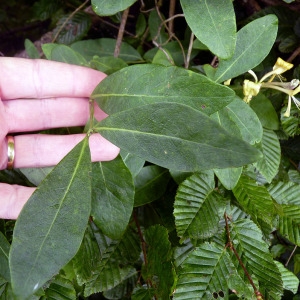 Photographie n°76653 du taxon Lonicera periclymenum L. [1753]