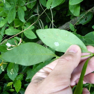 Photographie n°76654 du taxon Lonicera periclymenum L. [1753]