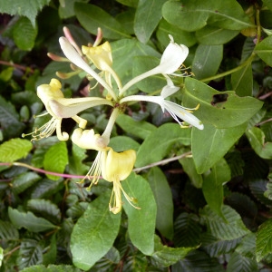 Photographie n°76655 du taxon Lonicera periclymenum L. [1753]
