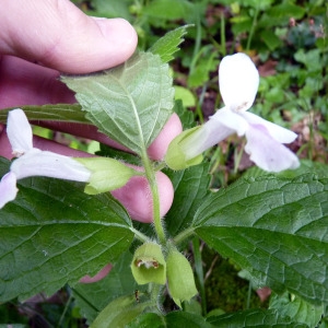 Photographie n°76657 du taxon Melittis melissophyllum L. [1753]