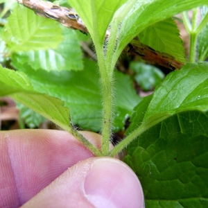 Photographie n°76659 du taxon Melittis melissophyllum L. [1753]