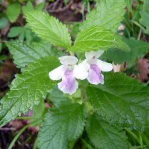 Photographie n°76660 du taxon Melittis melissophyllum L. [1753]