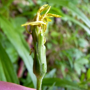 Photographie n°76673 du taxon Scorzonera humilis L. [1753]