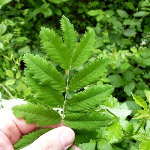 Photographie n°76679 du taxon Sorbus domestica L. [1753]