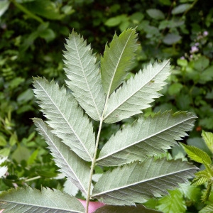 Photographie n°76681 du taxon Sorbus domestica L. [1753]