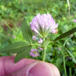 Photographie n°76685 du taxon Trifolium pratense L. [1753]